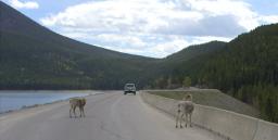 Sheep on bridge